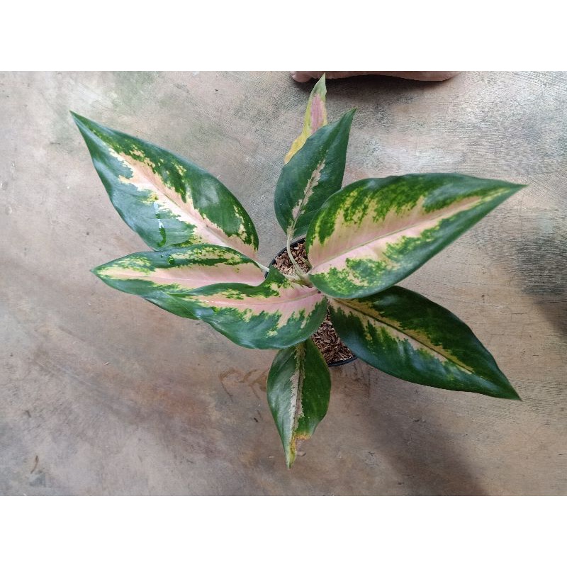 aglonema kocin tembaga rumpun