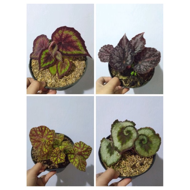 Tanaman Hias Begonia Rex Bibit Remaja Dewasa