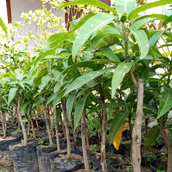 Bibit mangga namdokmai (golden)