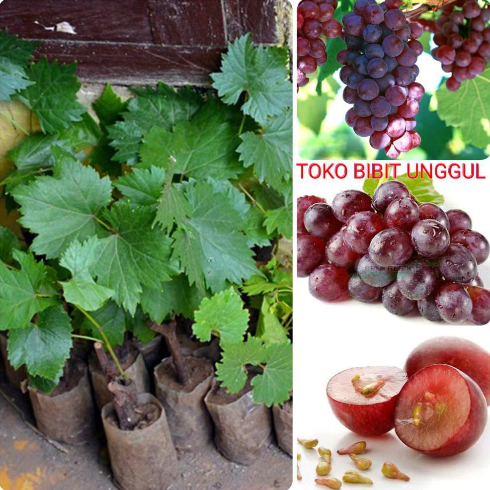 Bibit Buah Bibit Buah Anggur $_$