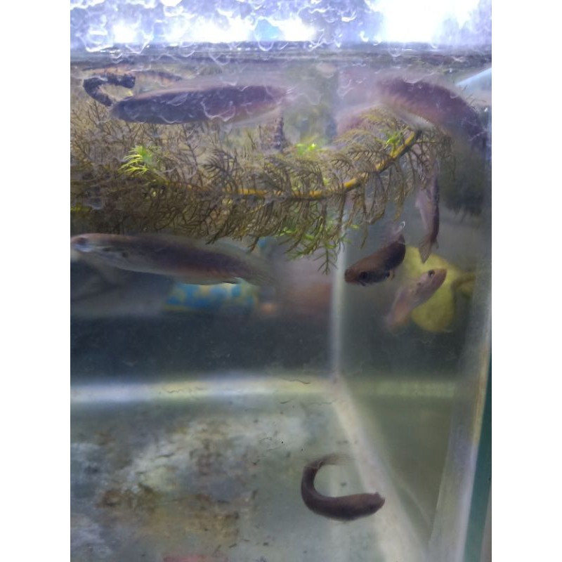 ikan channa andrao CB 5-6cm