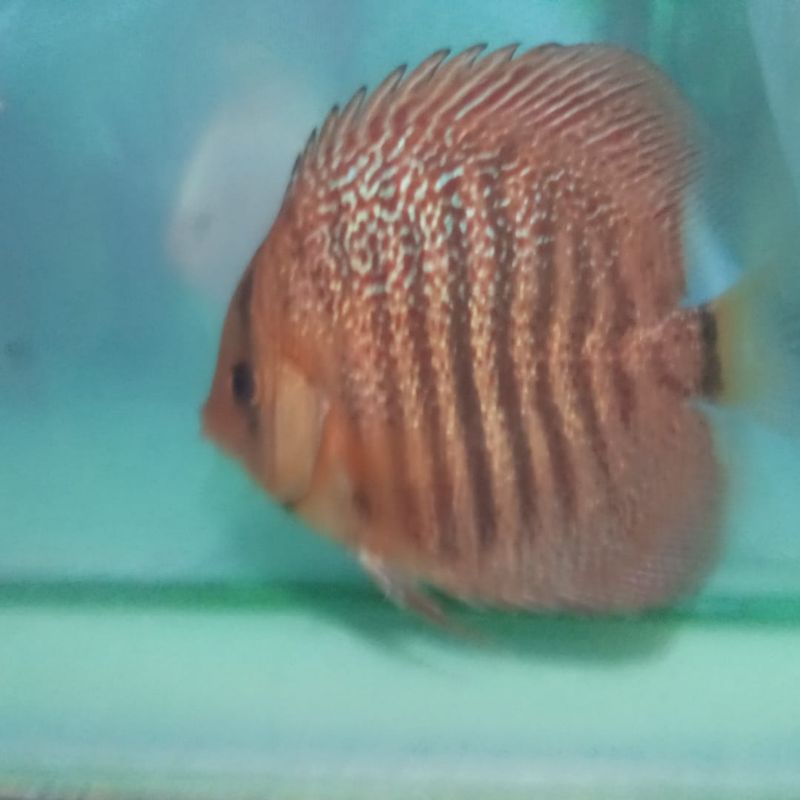ikan discus leopard snake skin (Lss) 2 inch