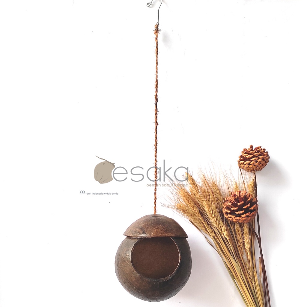 Glodok lovebird - glodok batok burung murai - sangkar burung batok unik klasik awet - pot batok kela