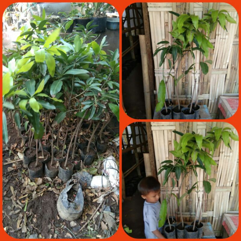 BIBIT MANGGA HARUM MANIS PROBOLINGGO (Okulasi)