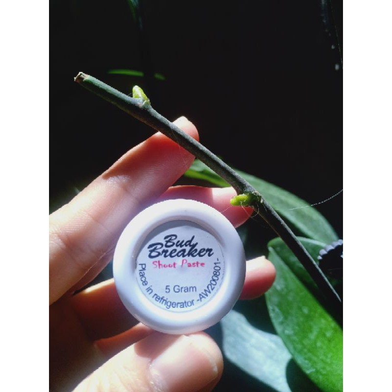 SalepAnggrek-SalepTunas-BudBreaker-5gr
