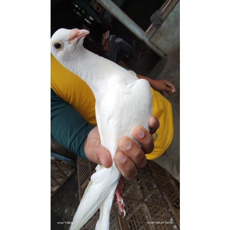 burung merpati putih
