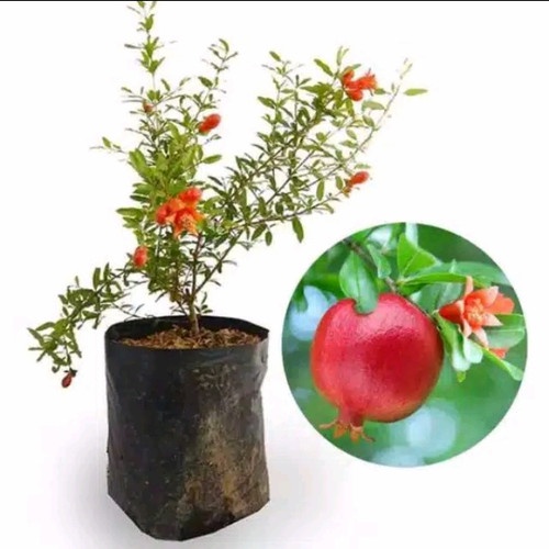 bibit tanaman buah delima merah mini(sudah berbunga)
