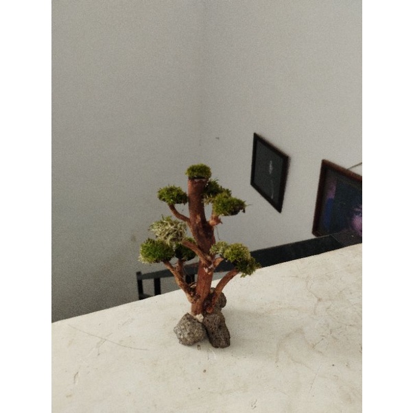 bonsai paludarium mini