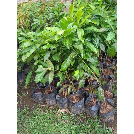 Bibit tanaman buah sawo abiu okulasi Oriqinal