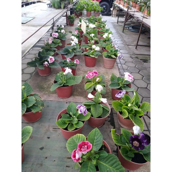 Tanaman Bunga Gloxinia Berbunga rimbun dan sehat