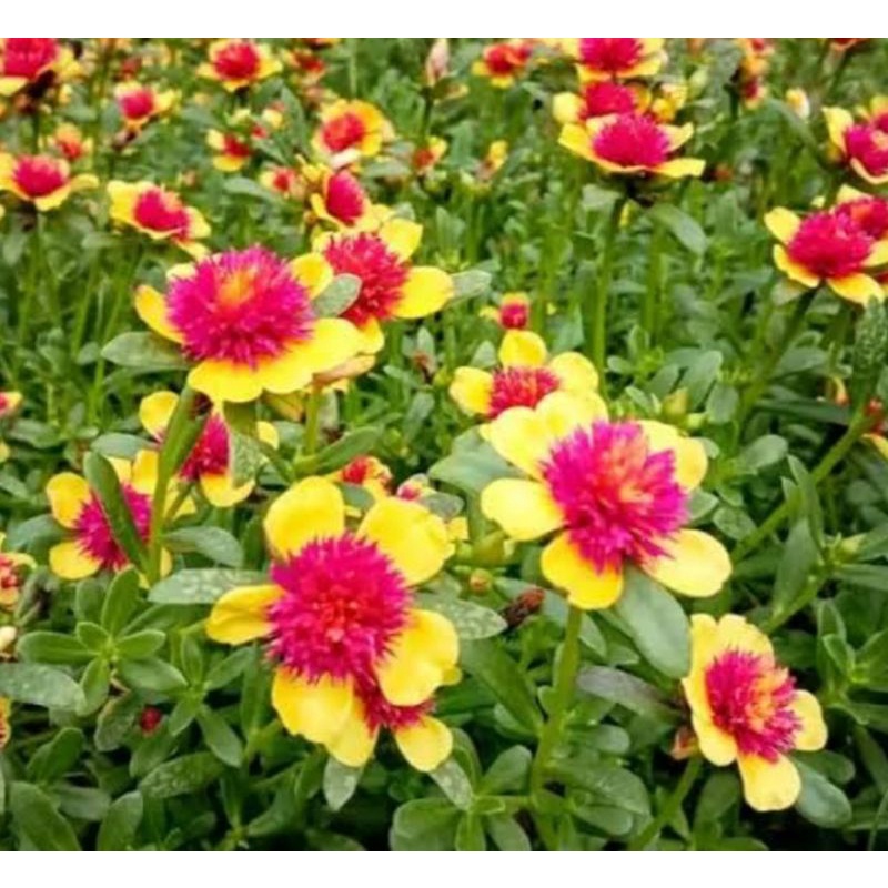 1 stek bunga krokot jambul merah kuning pink