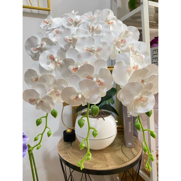 ANGGREK LATEX ANGGREK LATEX PREMIUM ANGGREK LATEK JUMBO