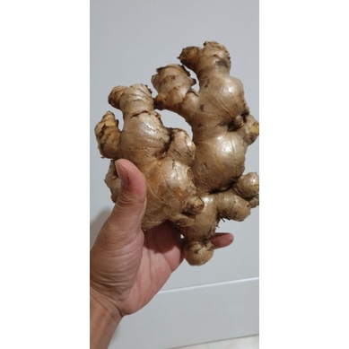 

Jahe gajah/jahe putih 250gram.