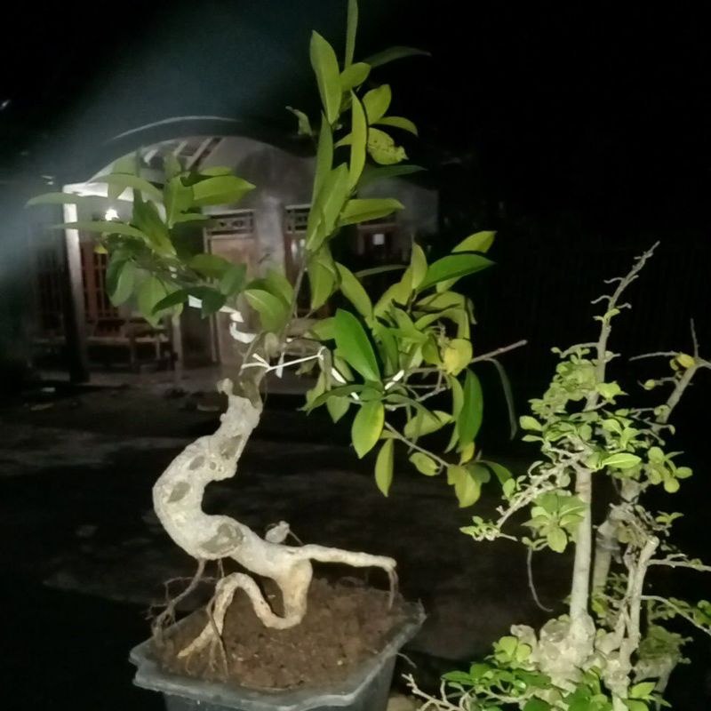 pohon beringin bonsai