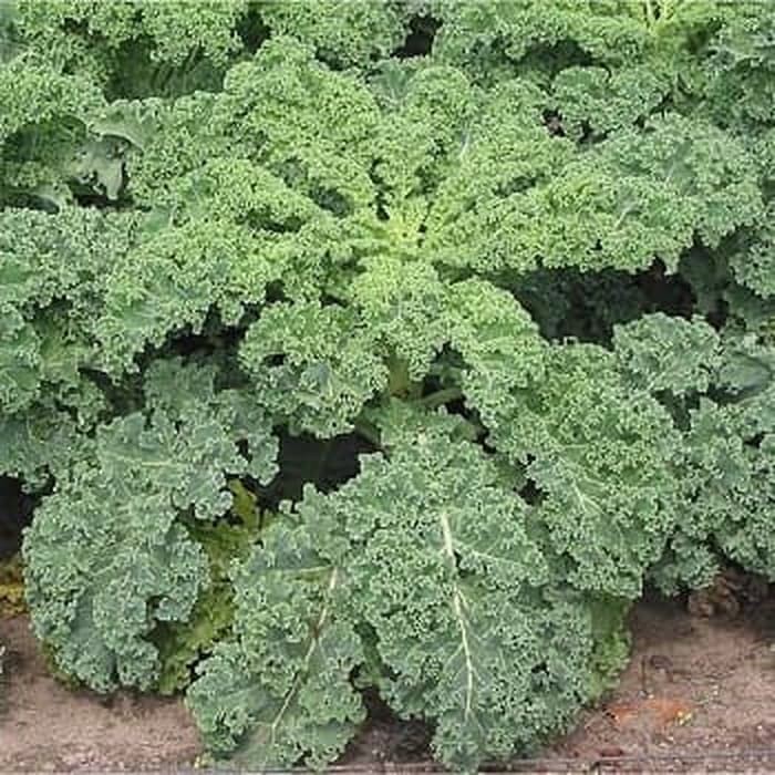 Benih Bibit Biji - Kale Borecole Green Dwarf Curly Seeds - IMPORT