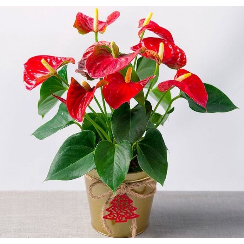 TANAMAN HIAS ANTHURIUM MICKEY MOUSE RED INFINITY