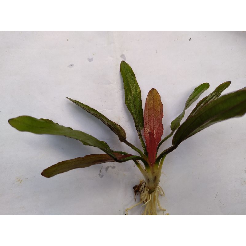 tanaman aquascape echinodorus red special
