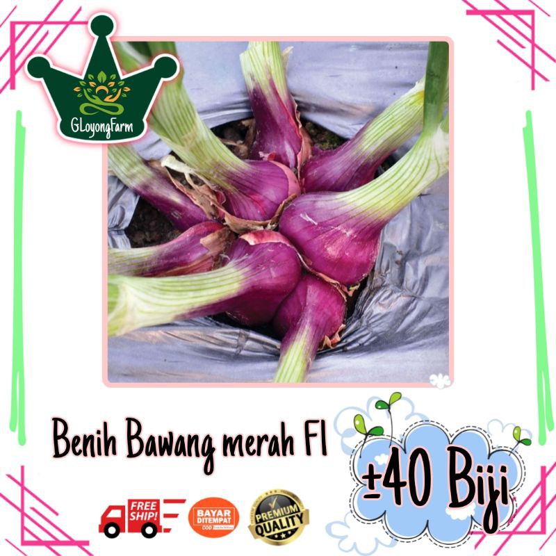 Benih Bawang Merah Lokananta Cap Panah Merah - Bibit Tanaman Sayur Sayuran Seribuan