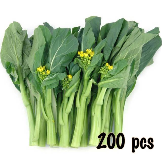 Bibit caisim / bibit cesim