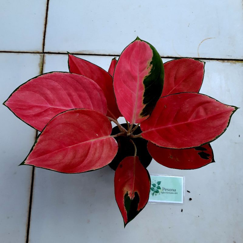 AGLAONEMA KOCHIN PARAMUAY MERAH Tanaman Hias Aglonema MURAH