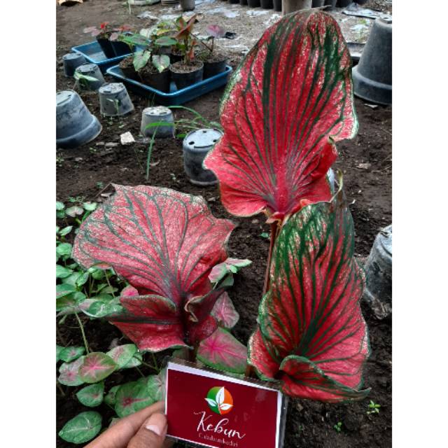 Super Red Ceria Red Ceria Caladium Keladi Kaladi Caladium Import Thailand Talas Tanaman Hias Bunga Shopee Indonesia