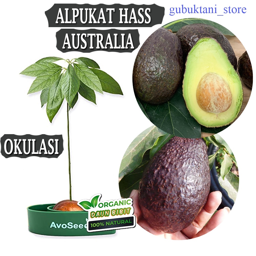 Bibit Buah Alpukat Hass Okulasi Cepat Berbuah Tanaman Tabulampot