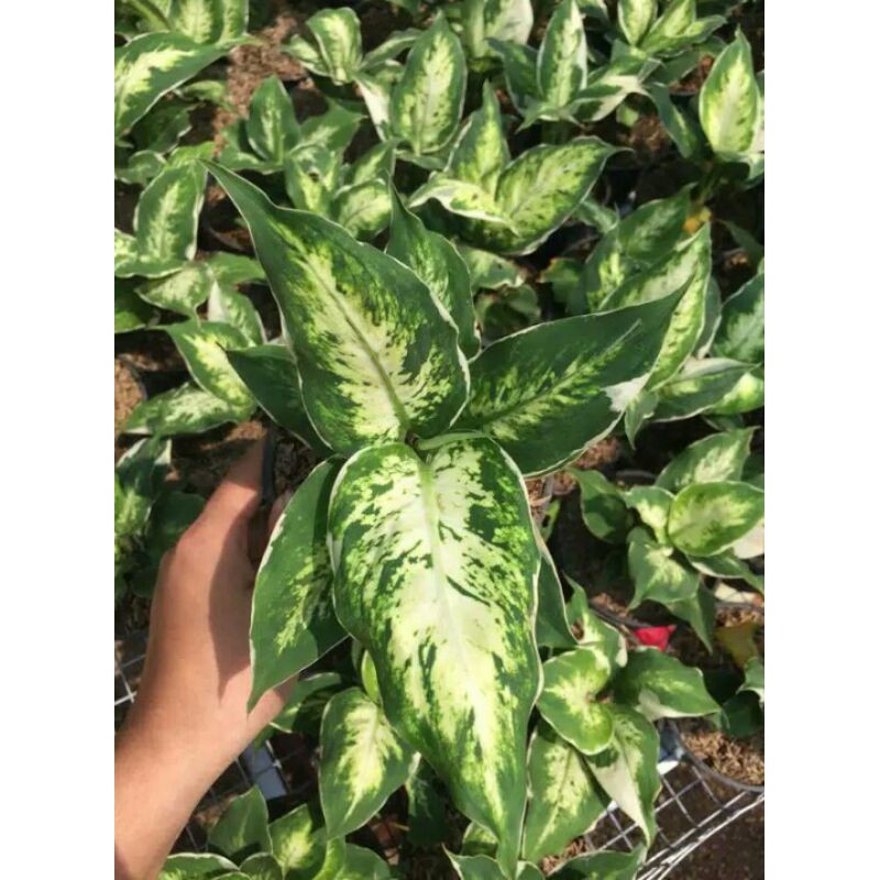 Diven Sparkle atau tanaman lukisan cinta