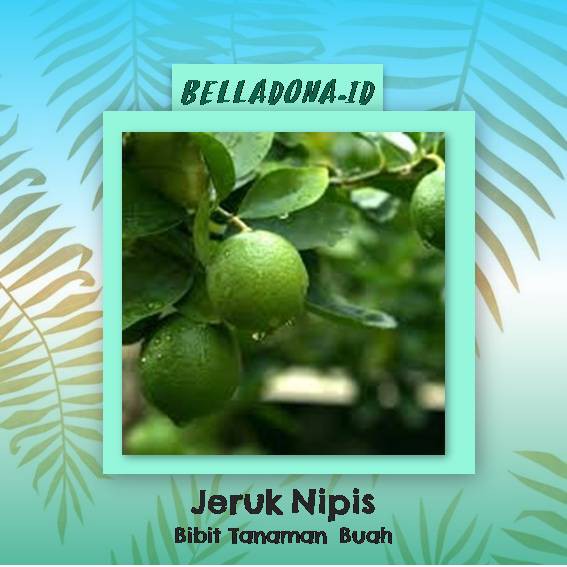 

Bibit Tanaman Buah Jeruk Nipis 50cm