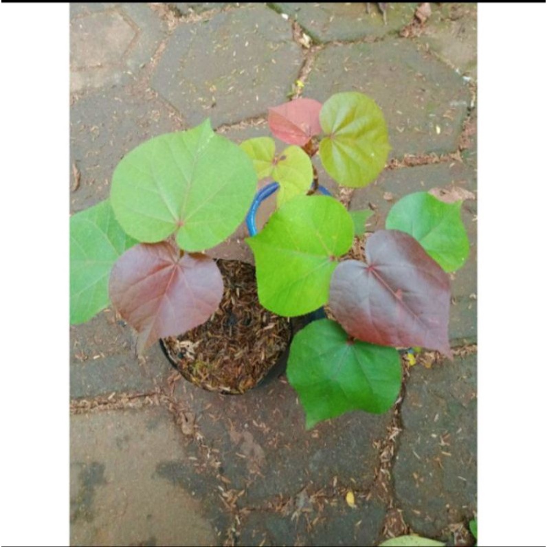 tanaman waru pucuk merah