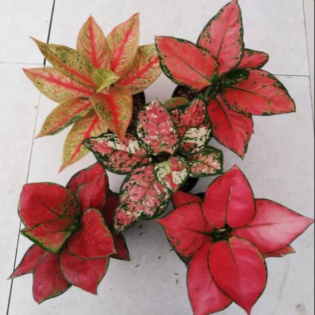 Paket 5 jenis bunga AGLONEMA IMPORT CANTIK