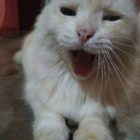 septianingeffendi18