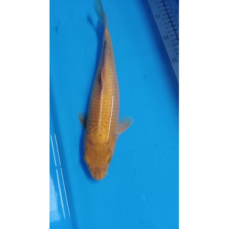 ikan koi KTP Blitar cagoi Midori size 34