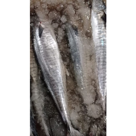 

TENGGIRI BULAT FRESH DAN FROZEN BEKU IKAN SEAFOOD SEGAR NELAYAN
