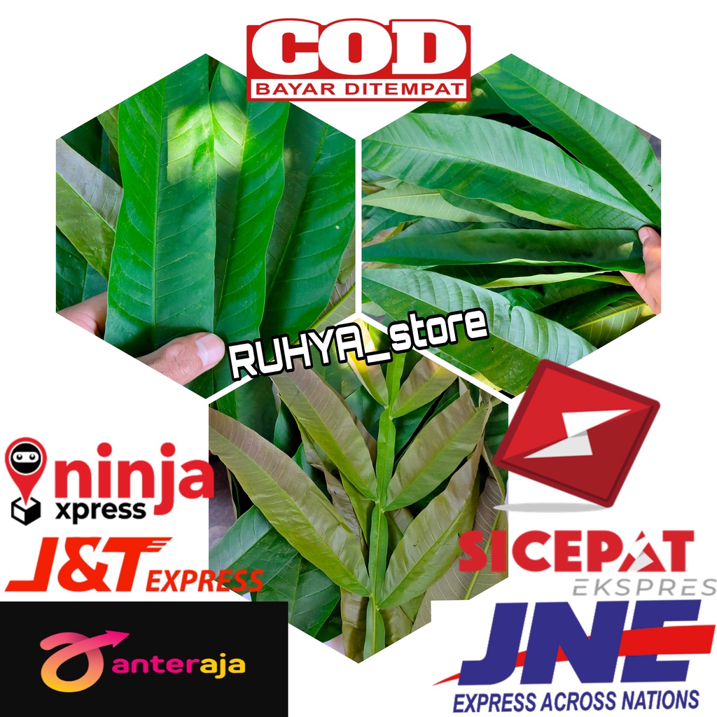 

Daun Sungkai Segar 1kg- Jati Sabrang Herbal Anti Virus