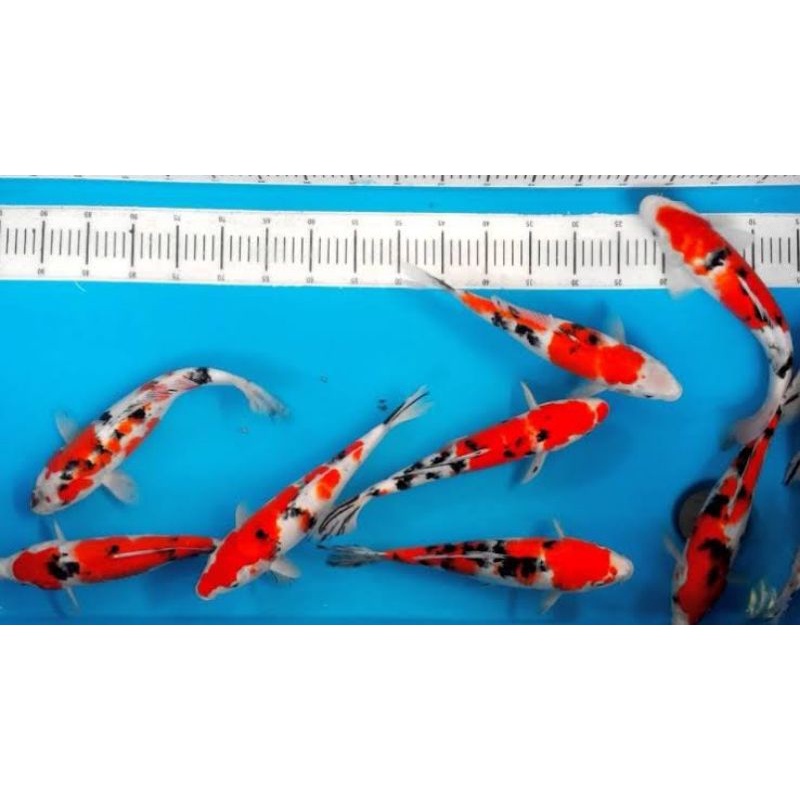 

ikan koi doitsu sanke ukuran 16-18cm paket 2 ekor