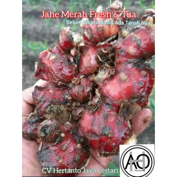 

jahe merah super 1 kg