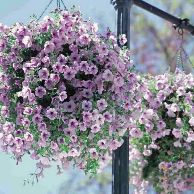 Benih Biji Bunga Petunia Gantung Soft Purple Unggul Benih Biji Bunga Petunia Gantung Soft Purple Unggul