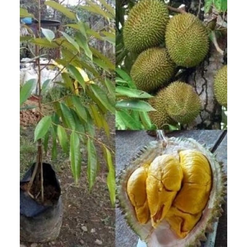 durian musangking bibit buah durian musangking unggul