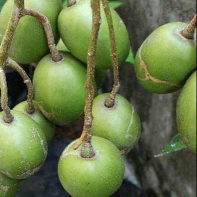 

Kedongdong Ganda Segar dan Sehat per 1 kg Rp. 20.000