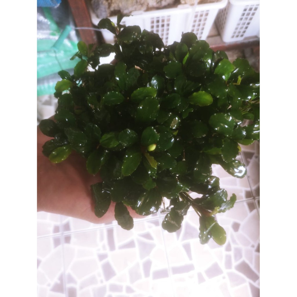 Bucephalandra