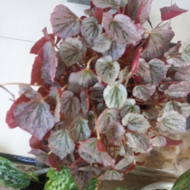 begonia pink
