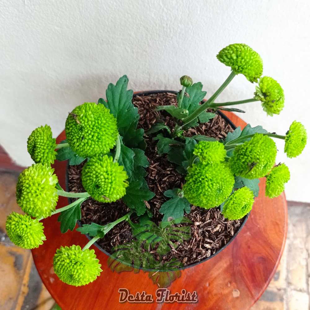 4 BATANG - TANAMAN HIAS Krisan bunga hijau