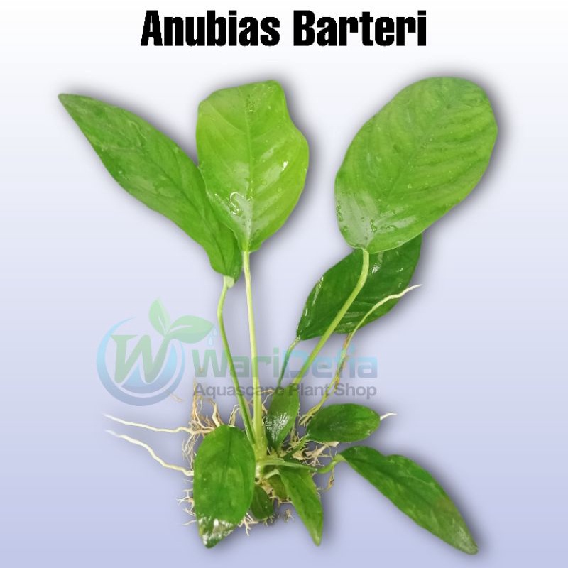 Anubias Barteri Tanaman Aquascape