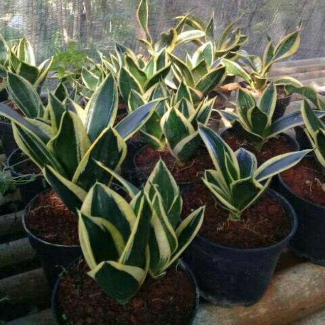 Sansivera pagoda mini sansivera lidah mertua