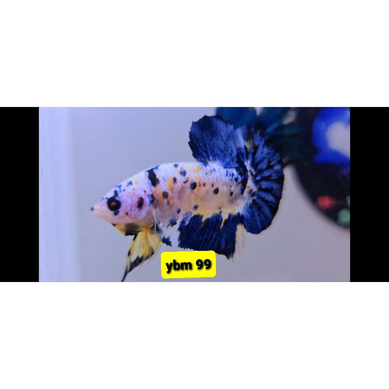 ikan cupang sepasang yellowbase thailand/yellow banana  ybm99