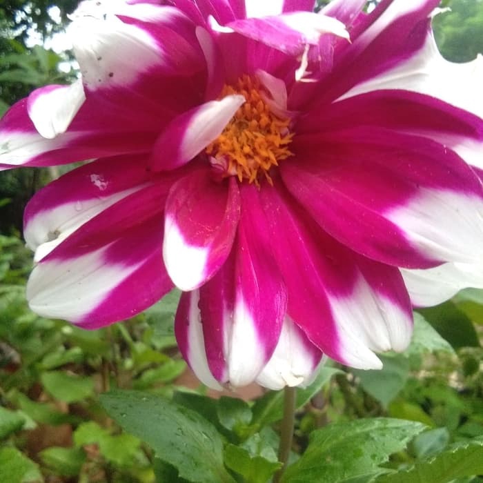tanaman bunga dahlia. dahlia