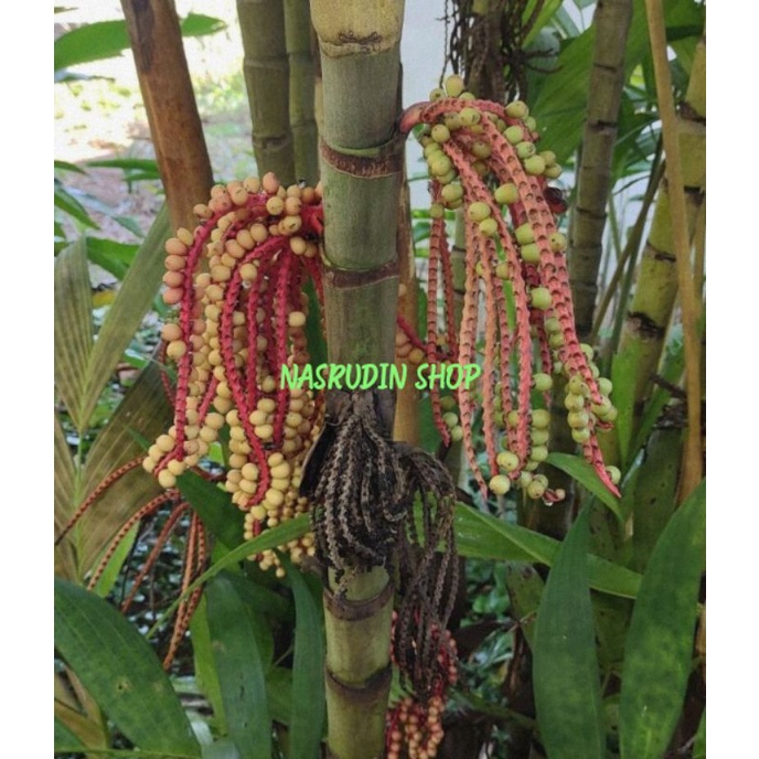 

[Fresh] BIBIT BURING HUTAN ANAKAN POHON BIBIT BINGBIN PERPOHON BUKAN BIBIT PINANG BUKAN BIBIT BUAH