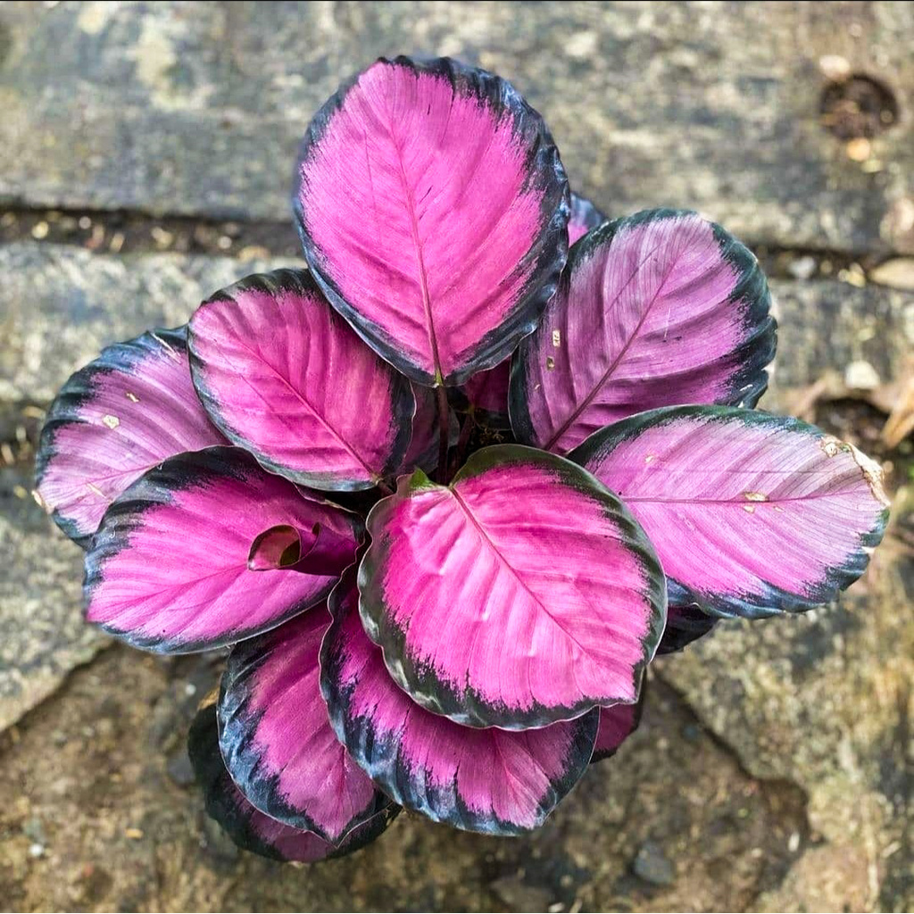 Tanaman Hias Calathea Crimson/ Tanaman Hias Calathea Kalatea Import Bunga Impor Berkualitas
