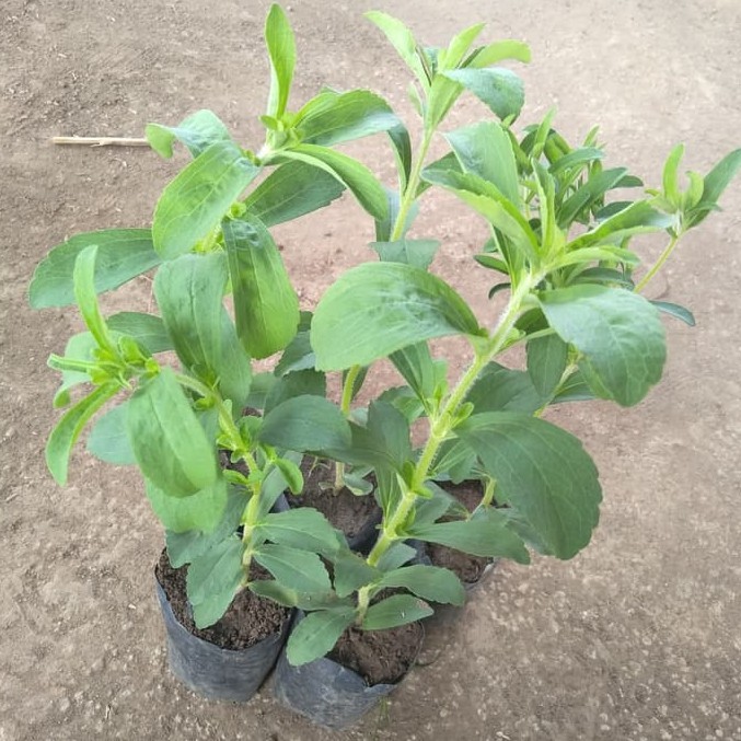 Tanaman Stevia