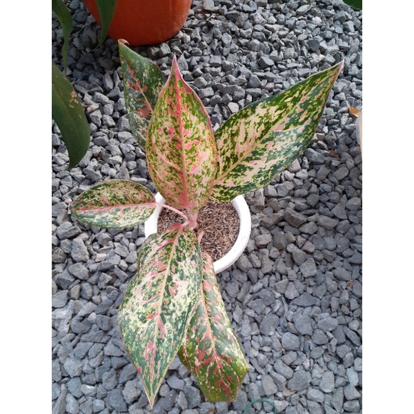 Aglonema Coconut Delight